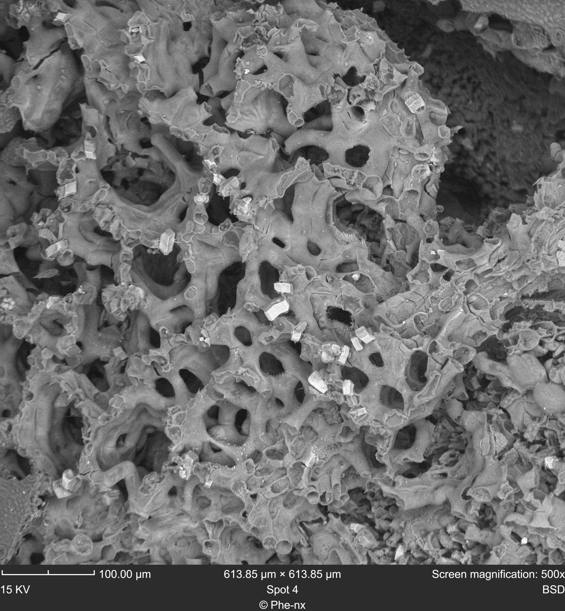 Chinese-Photinia-Leaf-scaled